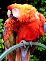 12-bit RGB image of a parrot